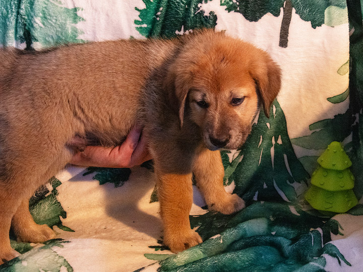 chinook puppy